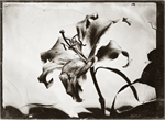 Collodion Wet Plate Ambrotype Tintype 028